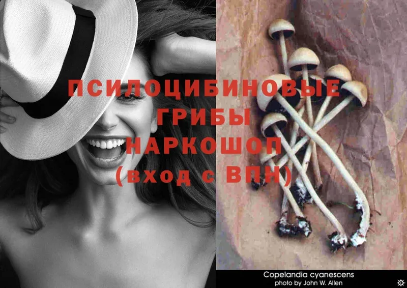 как найти   Белорецк  Псилоцибиновые грибы Psilocybe 